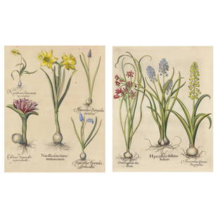 Basilius Besler (German, 1561-1629), Two Floral Illustrations from Hortus Eystettensis: Basilius Besler (German, 1561-1629), Two Floral Illustrations from Hortus Eystettensishand-colored engravings, 1613, possibly printed 18th century, to include "...Hyacinthus Stellatus..." and "...Narc