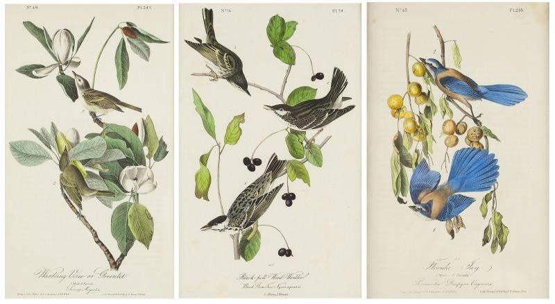 Three Lithographs after John James Audubon: Three Lithographs after John James Audubon hand colored, from a J. T. Bowen octavo edition of "The Birds of North America," 1840s or later, to include: "Black-poll Wood Warbler," Plate 78; "Florida Ja