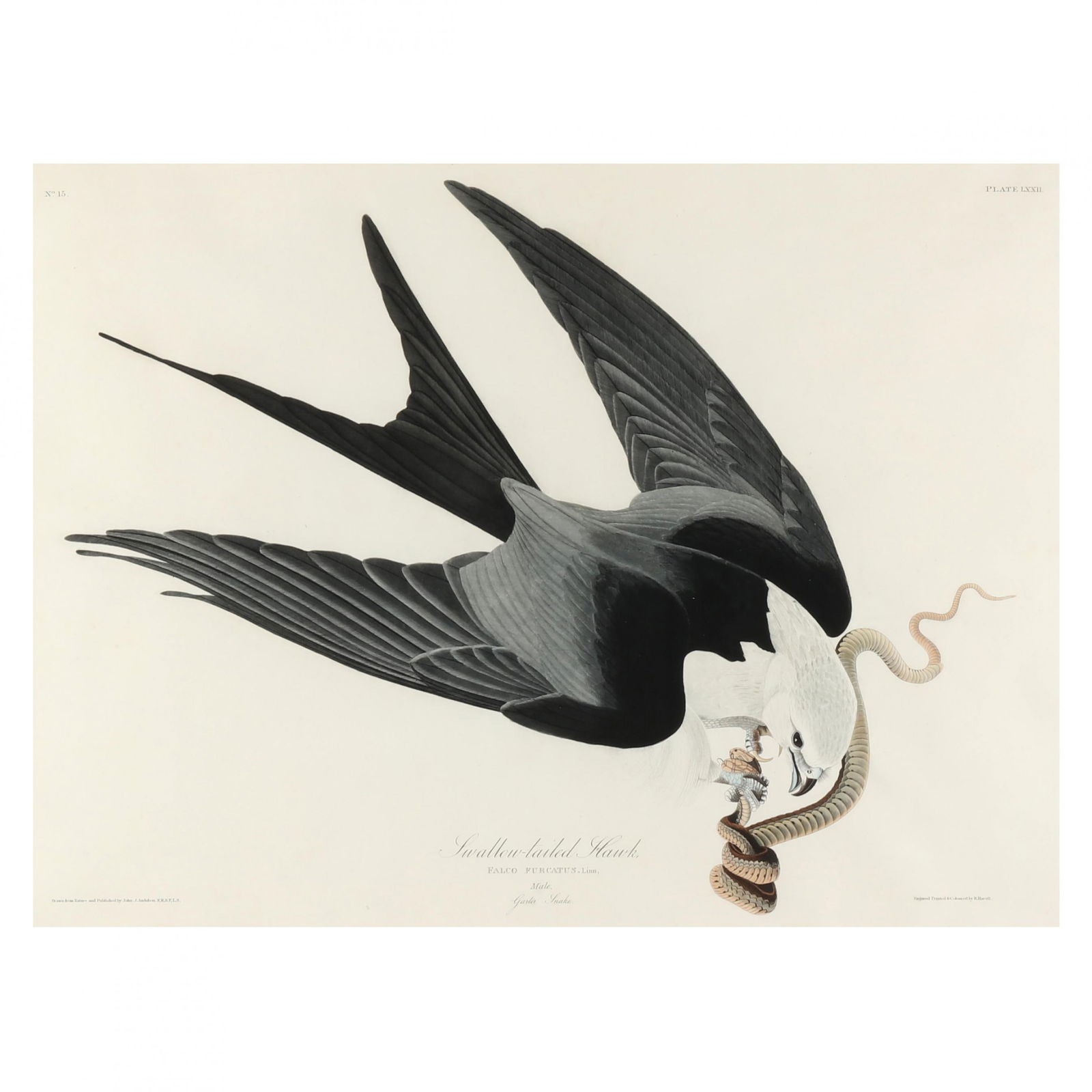 John James Audubon (American, 1785–1851),  Shallow-Tailed Hawk , Havell Edition (1 of 4)
