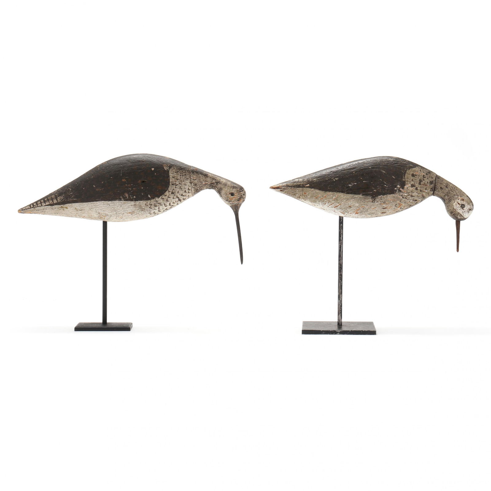 Early Pair of Feeding Yellowlegs (MA) (1 of 5)