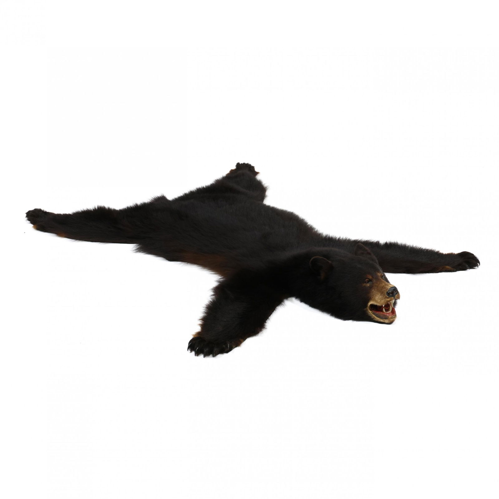 Black Bear Hide Taxidermy (1 of 5)