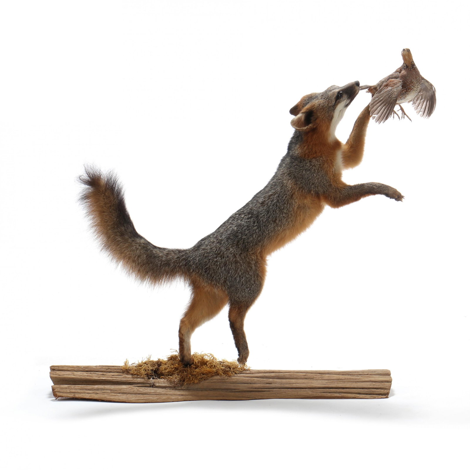 Gray Fox Chasing Quail in Flight Taxidermy (1 of 5)