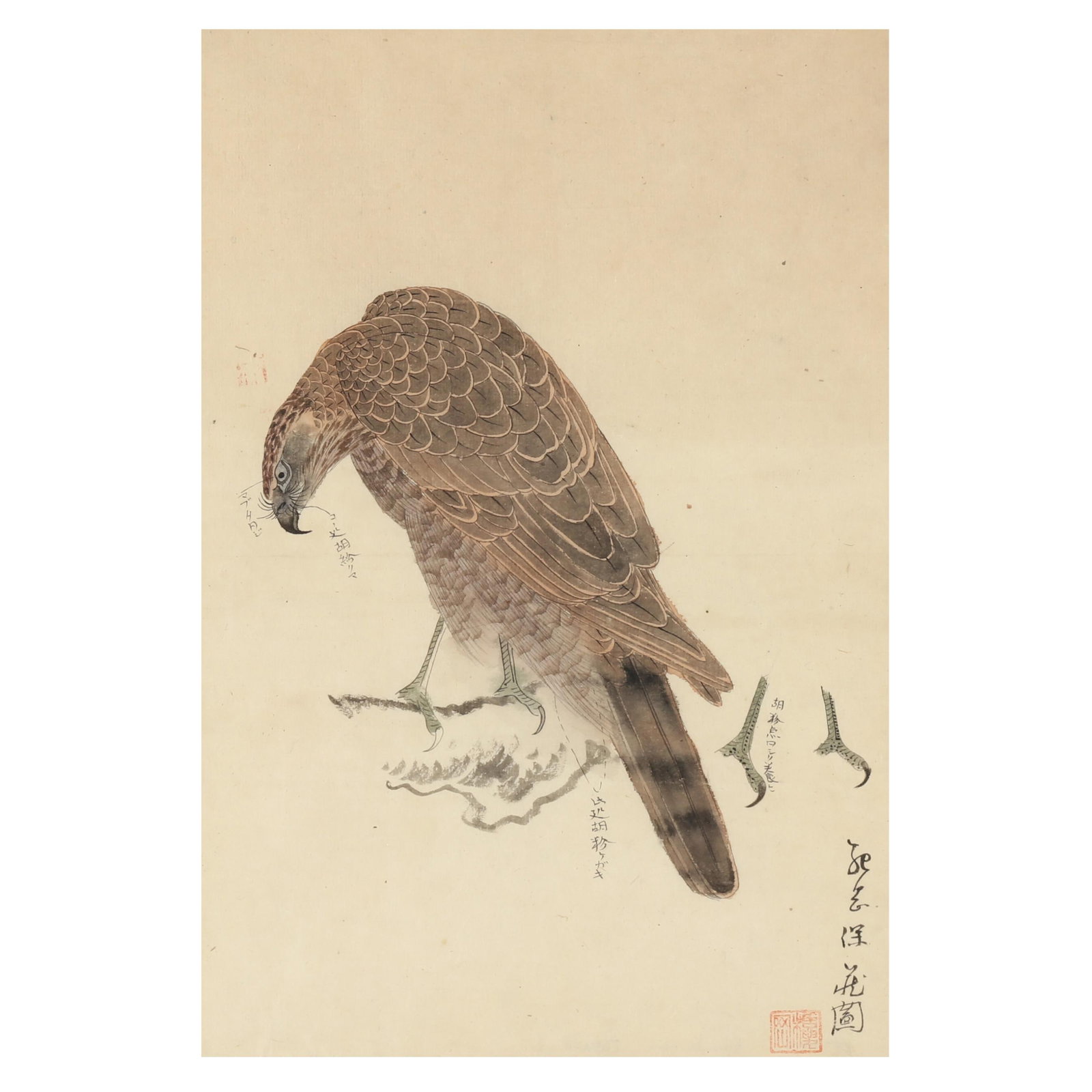 A Japanese Painting of a Hawk: A Japanese Painting of a Hawk Edo period (1615-1868), ink and colors on paper, a very interesting and unusual painting showing a draft of the subject and instructional notes on sections of the finishe