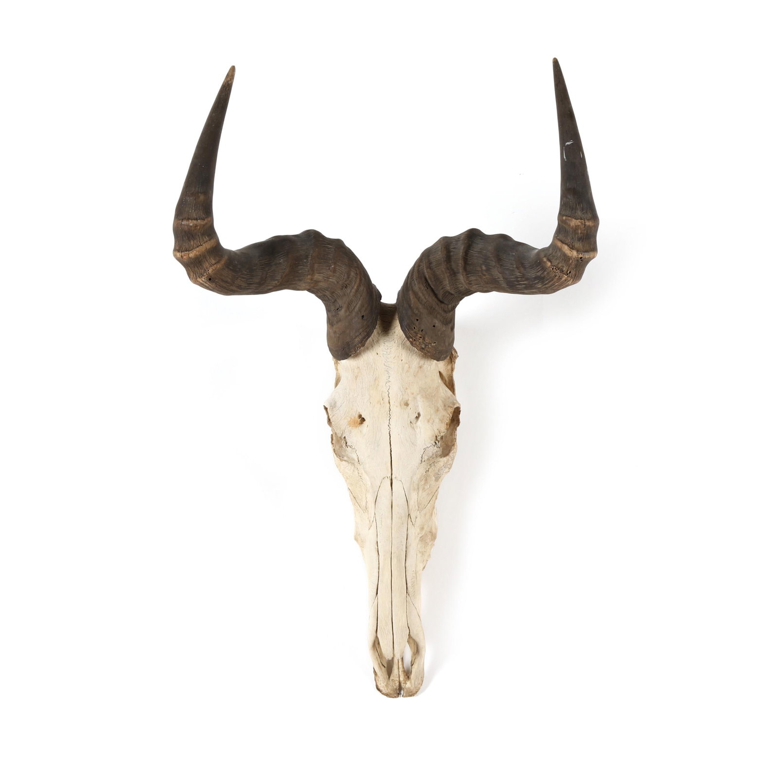 A Vintage Taxidermy Skull (1 of 4)