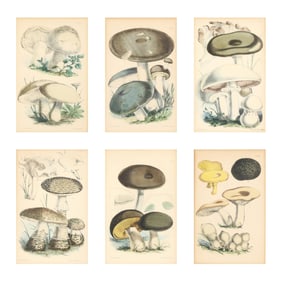 Walter Hood Fitch (Scottish, fl.1848-1874), Six Works from  A Treatise on the Esculent Funguses of