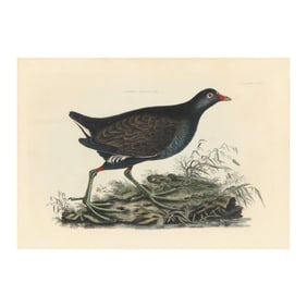 After Prideaux John Selby (English, 1788-1867),  Common Gallinule