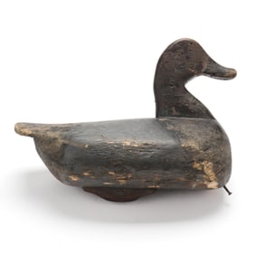 Important Early Currituck (NC), Bluebill