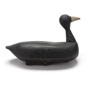 Early Knotts Island Knob-Head Coot