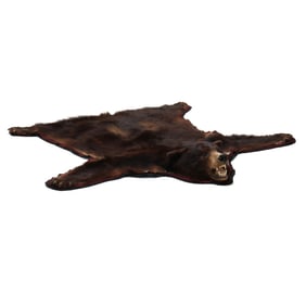 Alaskan Black Bear Rug Taxidermy