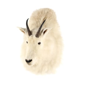 Alaskan Rocky Mountain Goat Taxidermy