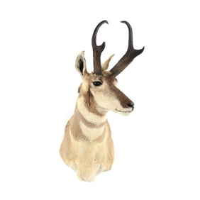 New Mexico Pronghorn Antelope Taxidermy