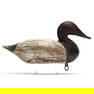 James "Jim" Holly (MD, 1855-1935), Canvasback