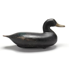 Will "Snake" Heverin (MD, 1860-1951), Black Duck
