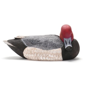 Craig Fulcher (NC), Preening Redhead