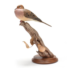 Bill Chrisman (VA), Perched Mourning Dove