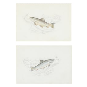 Pair of Vintage Trout Drawings,  Salmo Fario / Salvelinus Fontinalis
