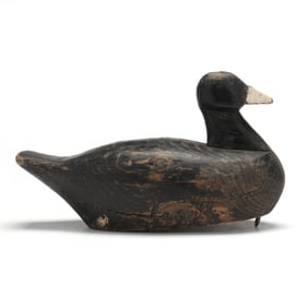 Early Wisconsin Coot