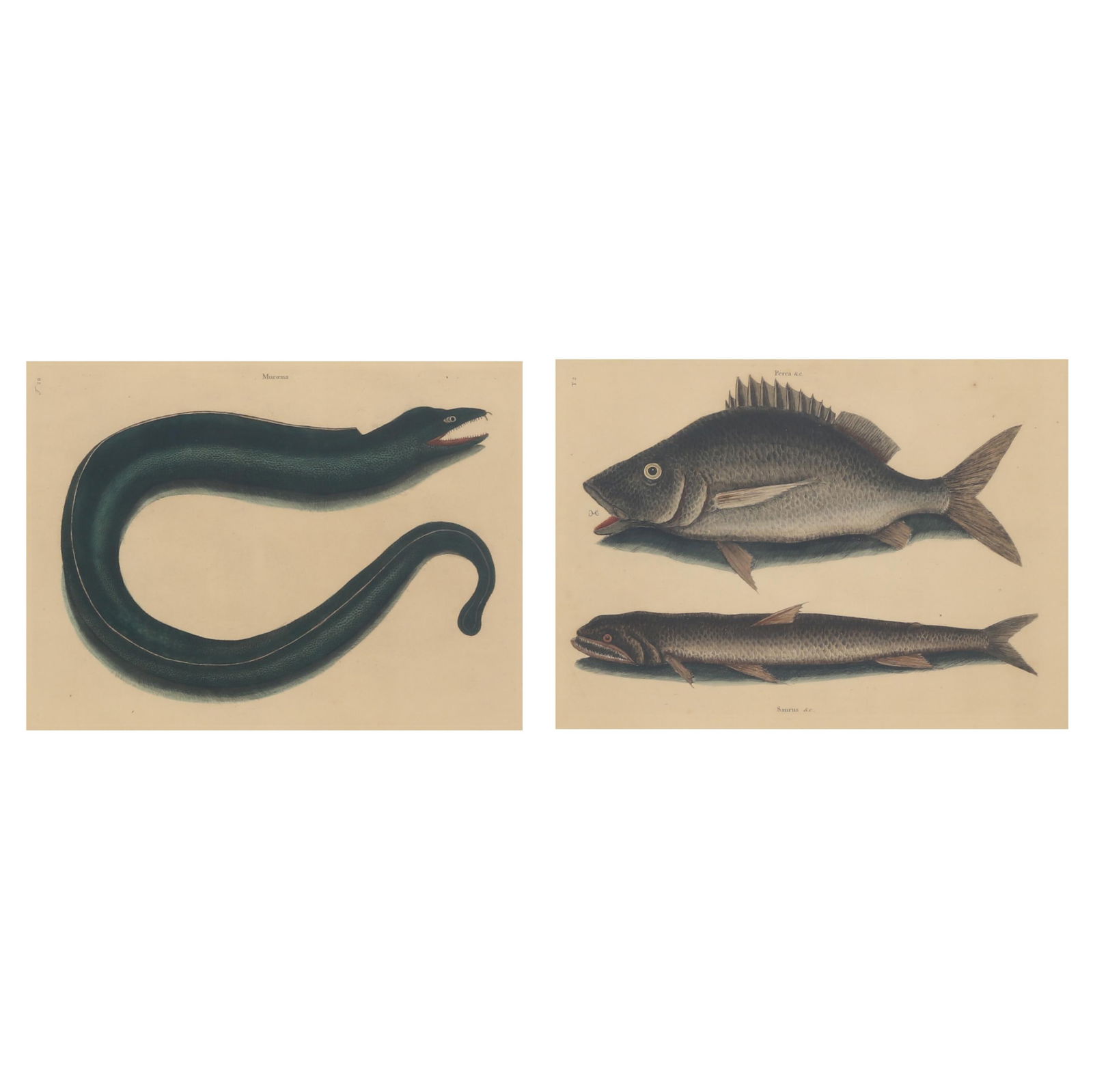 Mark Catesby (British, 1679-1749), Two Marine Life Prints from The Natural History of Carolina,: Mark Catesby (British, 1679-1749), Two Marine Life Prints from The Natural History of Carolina, Florida, and The Bahama Islands, 1731-1743each a hand-colored etching, to include Perca marina gibbosa c