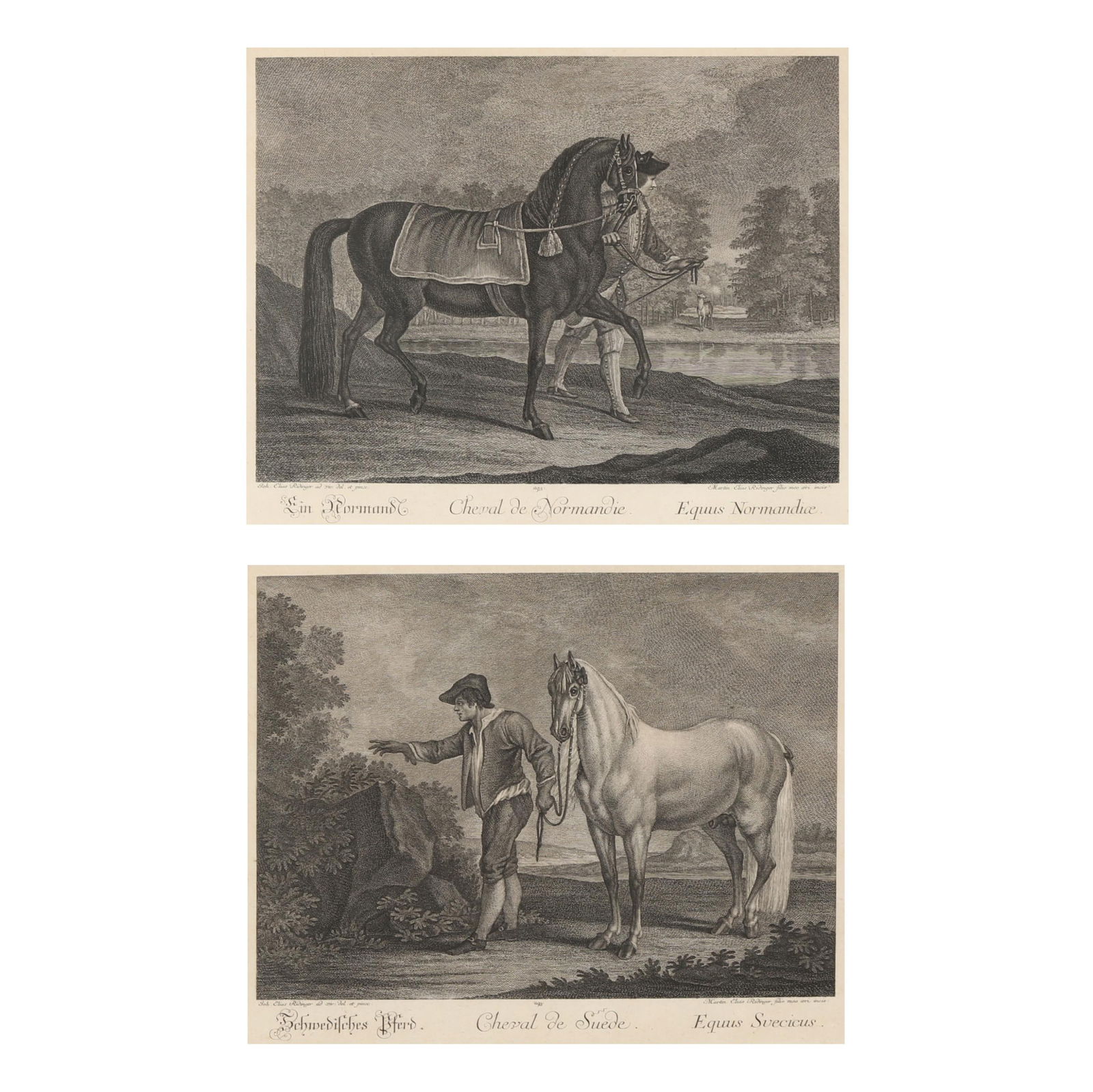 Johann Elias Ridinger (German, 1698-1767),  Horse from Sweden / Horse from Normandy  (Two Works) (1 of 15)