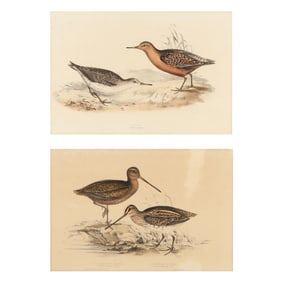 Pair of J & E Gould Bird Lithographs
