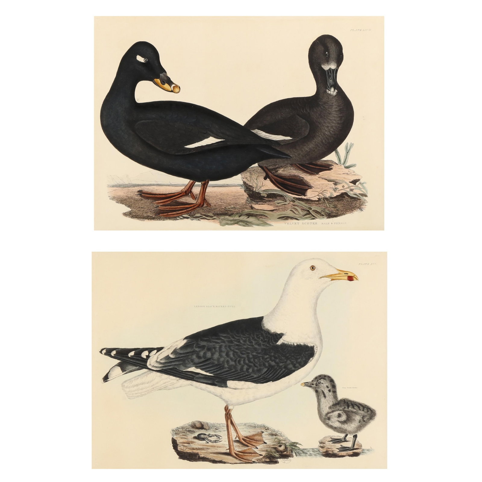 Prideaux John Selby (English, 1788-1867), Two Ornithological Prints (1 of 13)