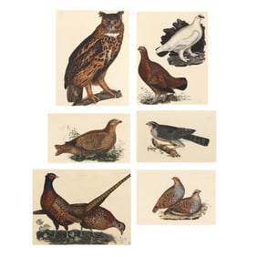 Prideaux John Selby (English, 1788-1867), Six Ornithological Prints