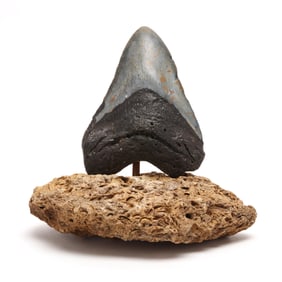 An Extremely Impressive Megalodon Tooth on a Large Custom Base