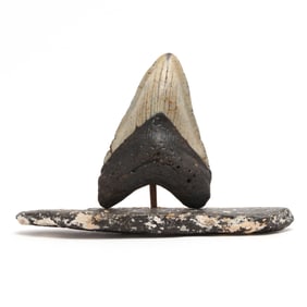 A Magnificently Tall Megalodon Tooth on a Fossilized Base