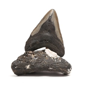 A Large Megalodon Tooth on a Natural Base