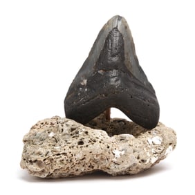 A Large North Carolina Megalodon Tooth Displayed on a Marine Base
