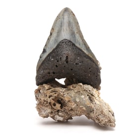 A Spectacular Fossilized North Carolina Megalodon Tooth