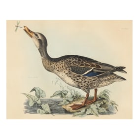 Prideaux John Selby (British, 1788-1867),  Wild Duck