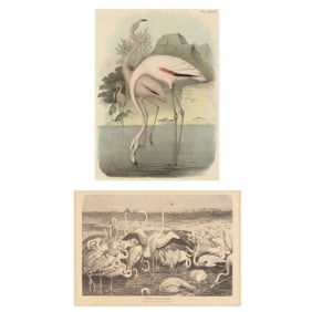 Two Framed Prints Featuring Flamingos