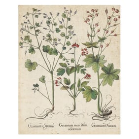 Basilius Besler (German, 1561-1629),  Geranium Moscatum Odoratum / Germanium Fuscum / Germanium