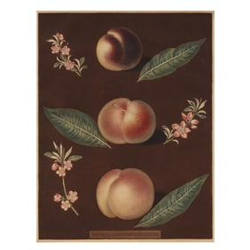 George Brookshaw (British, 1751-1823),  Peach