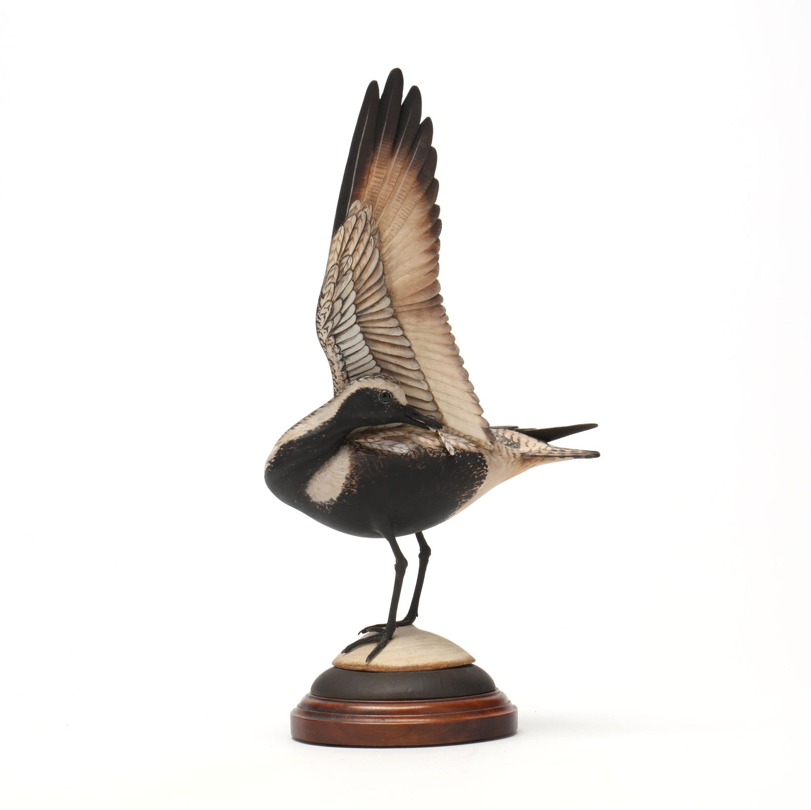 William "Bill" Gibian (VA, b. 1946), Preening Black Bellied Plover (1 of 8)