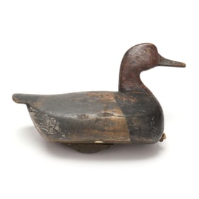 Early Currituck Redhead