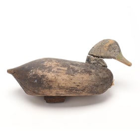 Early Currituck Black Duck