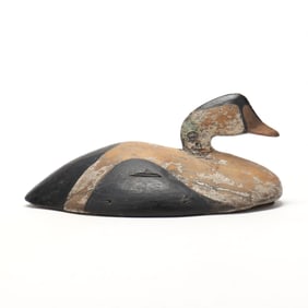 Early Maine King Eider