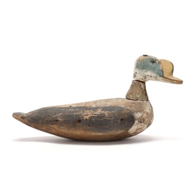 Early Maine King Eider