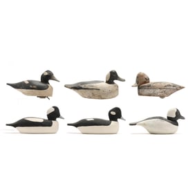 Six Chincoteague Bufflehead