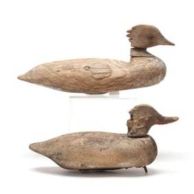 Two Early Chincoteague Mergansers