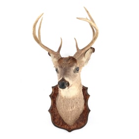Vintage White-Tailed Deer Head Mount Taxidermy