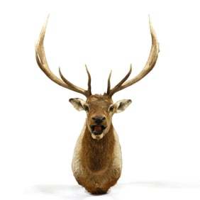 Rocky Mountain Elk Shoulder Mount Taxidermy