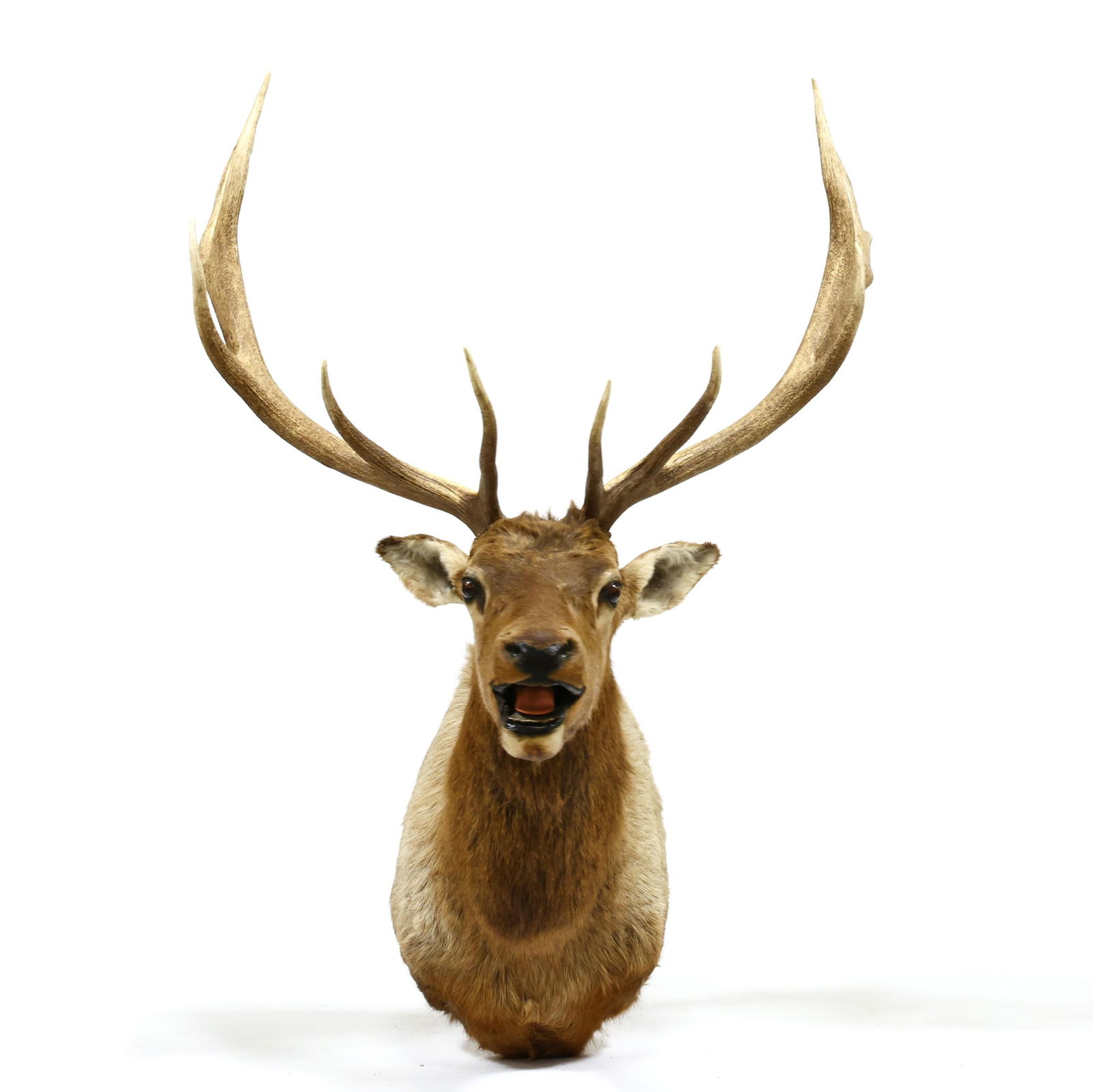 Rocky Mountain Elk Shoulder Mount Taxidermy (1 of 5)