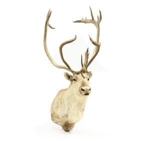 Caribou Shoulder Wall Mount Taxidermy