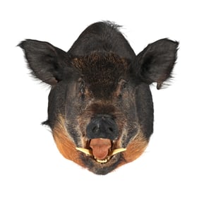 Wild Boar Shoulder Mount Taxidermy