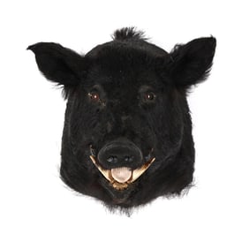 Wild Boar Shoulder Mount Taxidermy