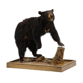 Black Bear on Stand Taxidermy