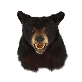 Vintage Black Bear Head Mount Taxidermy